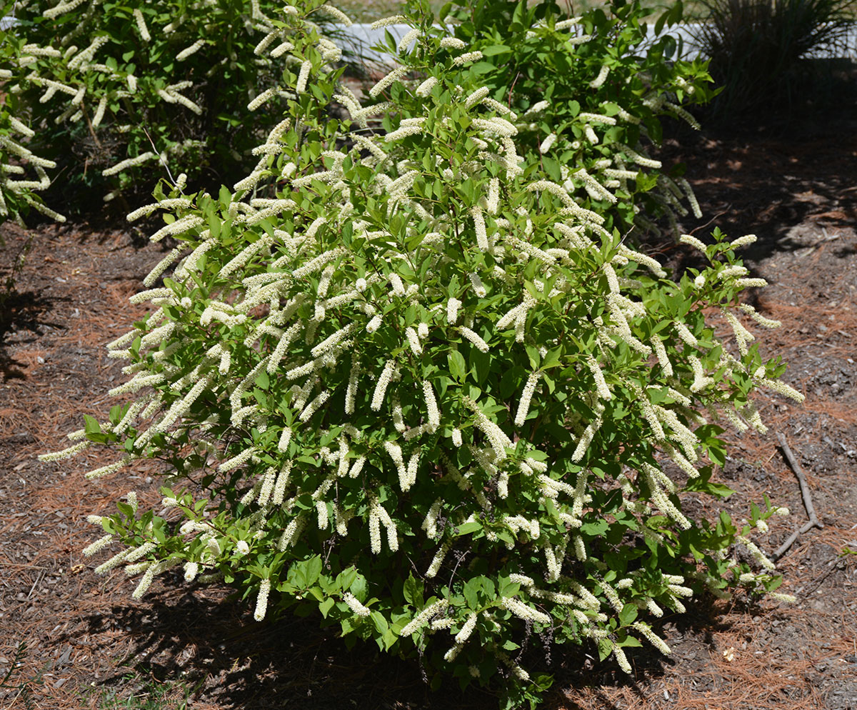 Hort Notes 2018 Vol. 296 UMass Center for Agriculture