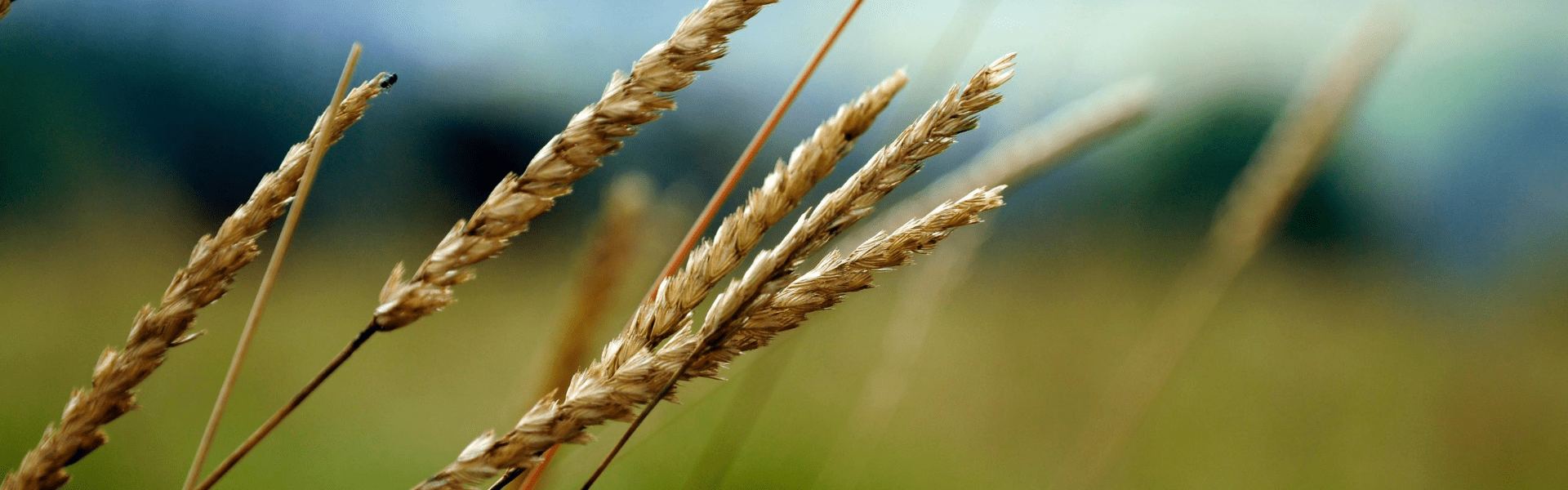 Utah Department of Agriculture and Food