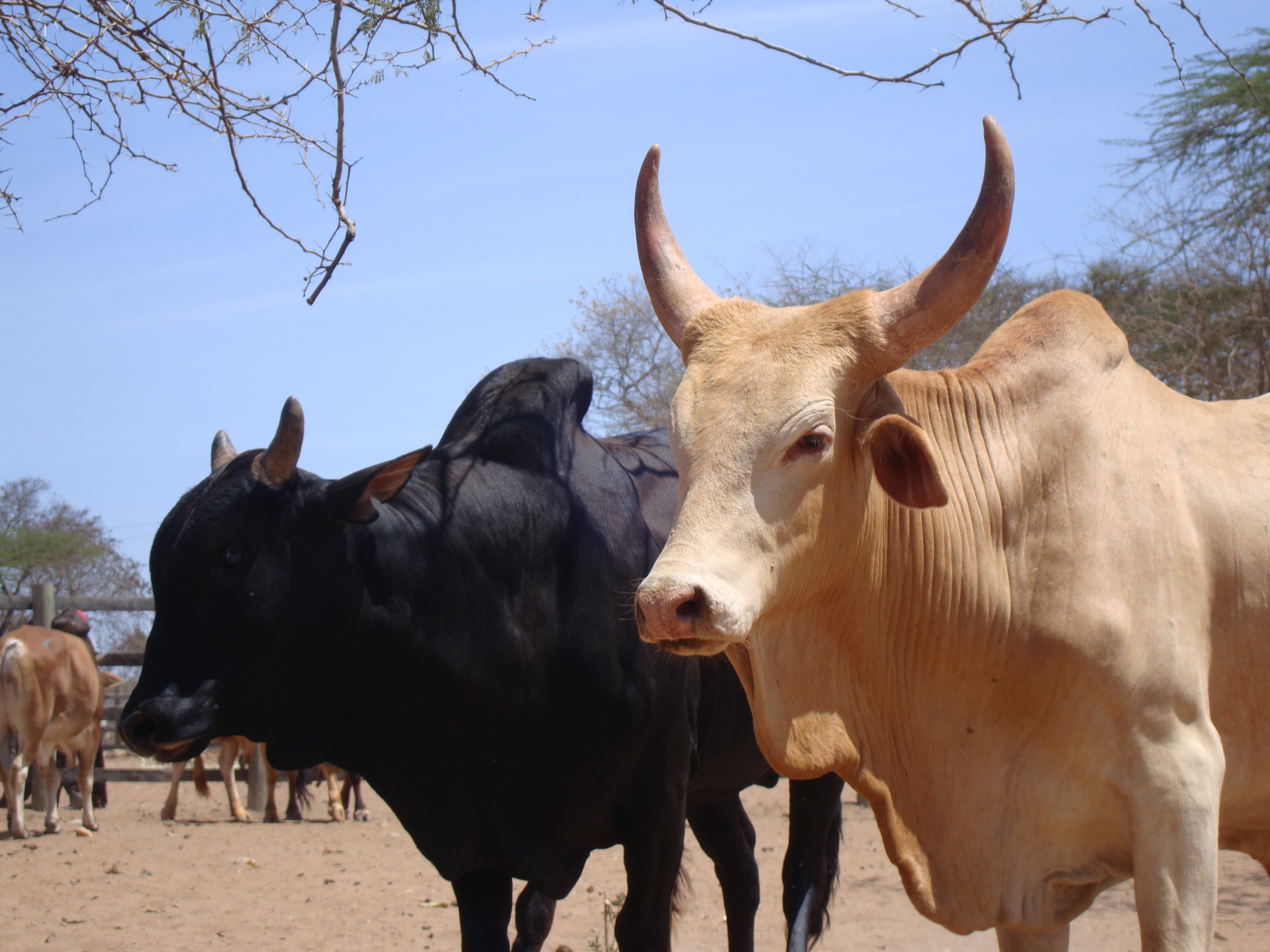 Agriculture for Impact Cross breeding