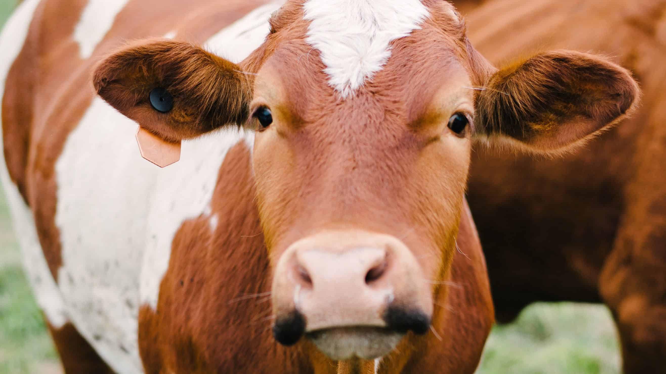 Cattle Ranch Loans For Farmers Across America AgAmerica Lending
