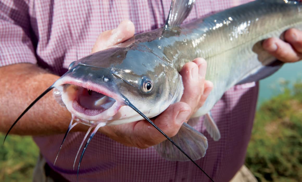 Aquaculture Farming Is Booming in Florida and Louisiana AgAmerica