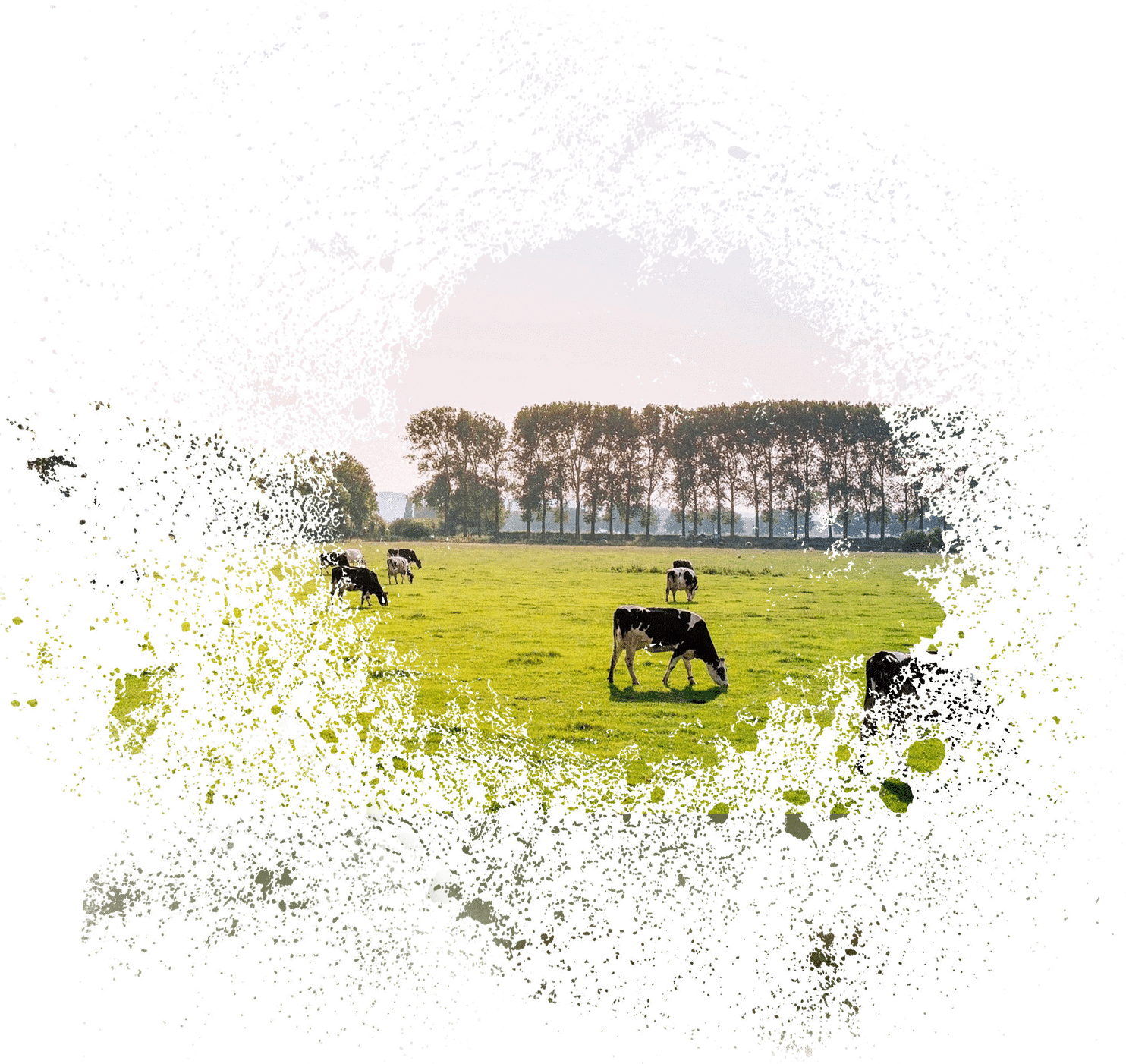 Dairy Farm Loans AgAmerica