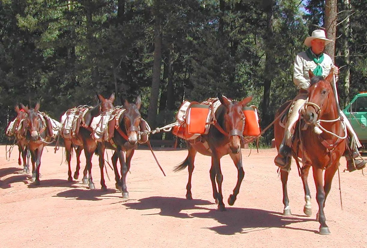 Mules Pack String Success Story Agape Distributors