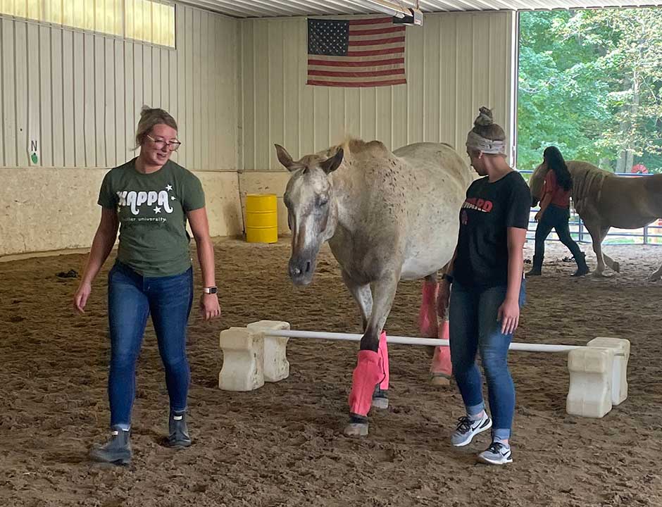 Equine Assisted Mental Health Agape