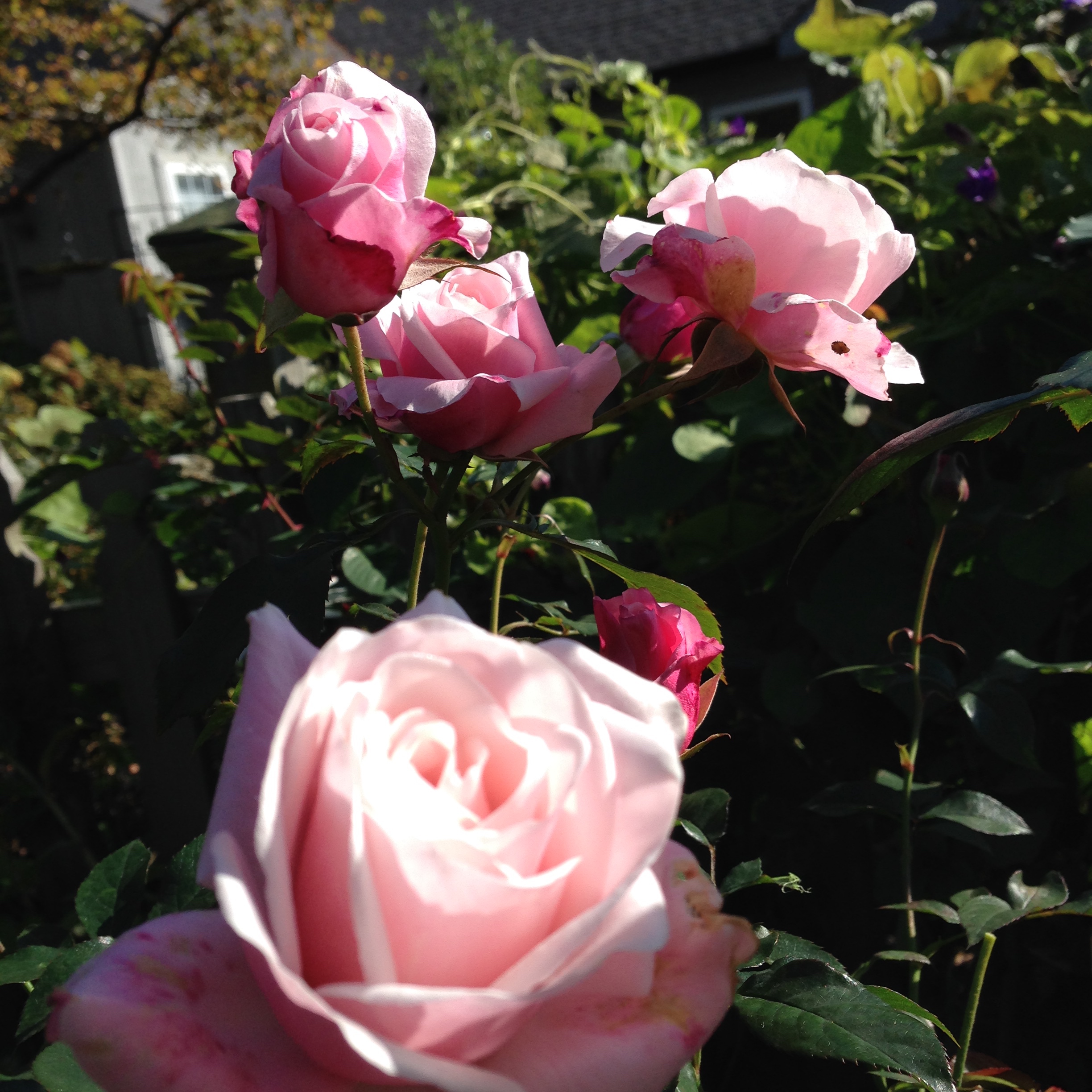 Bloom Thyme Friday The Winner’s Circle The Garden Diary