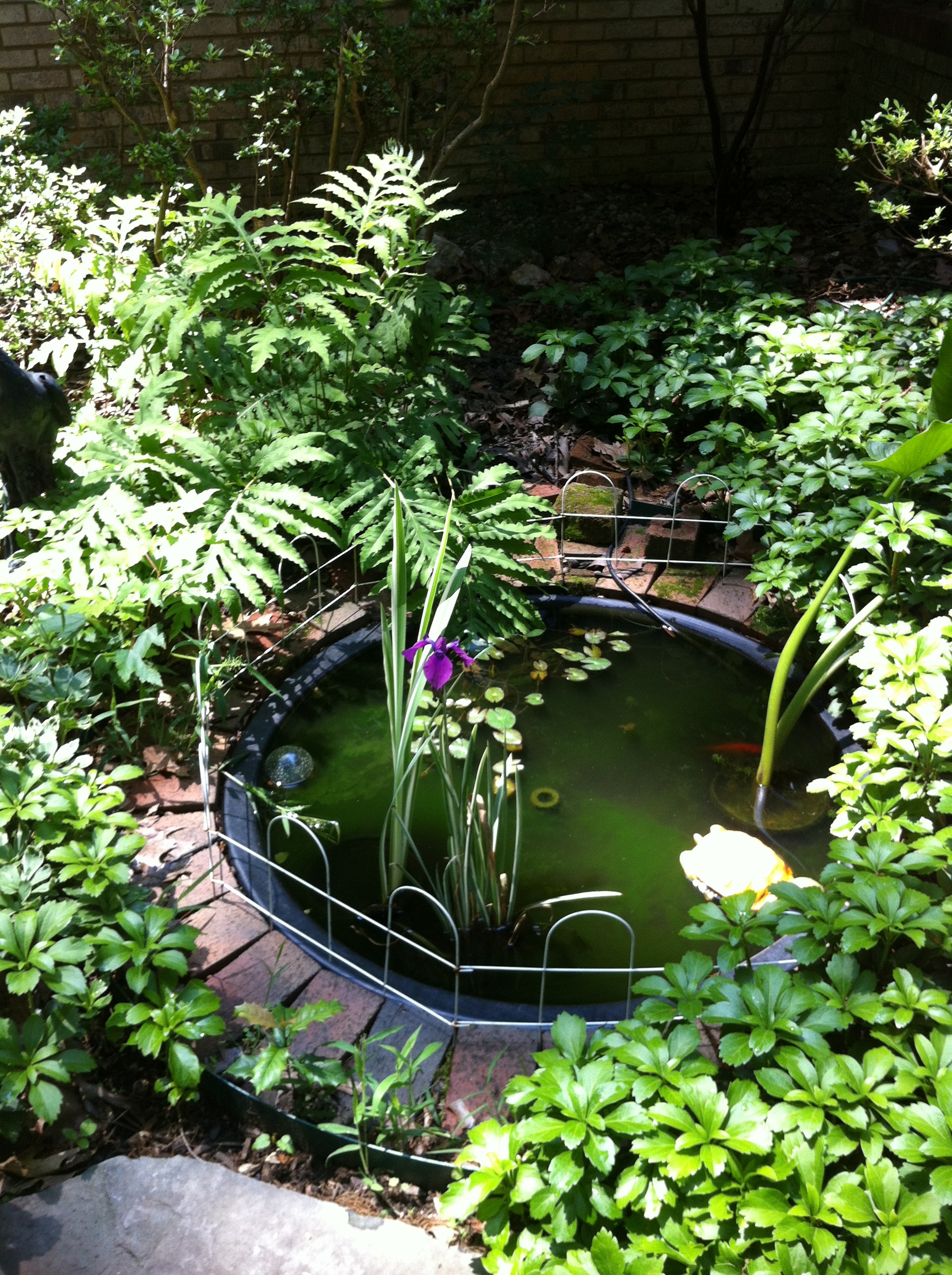 Water Gardening A Gardener's Delight