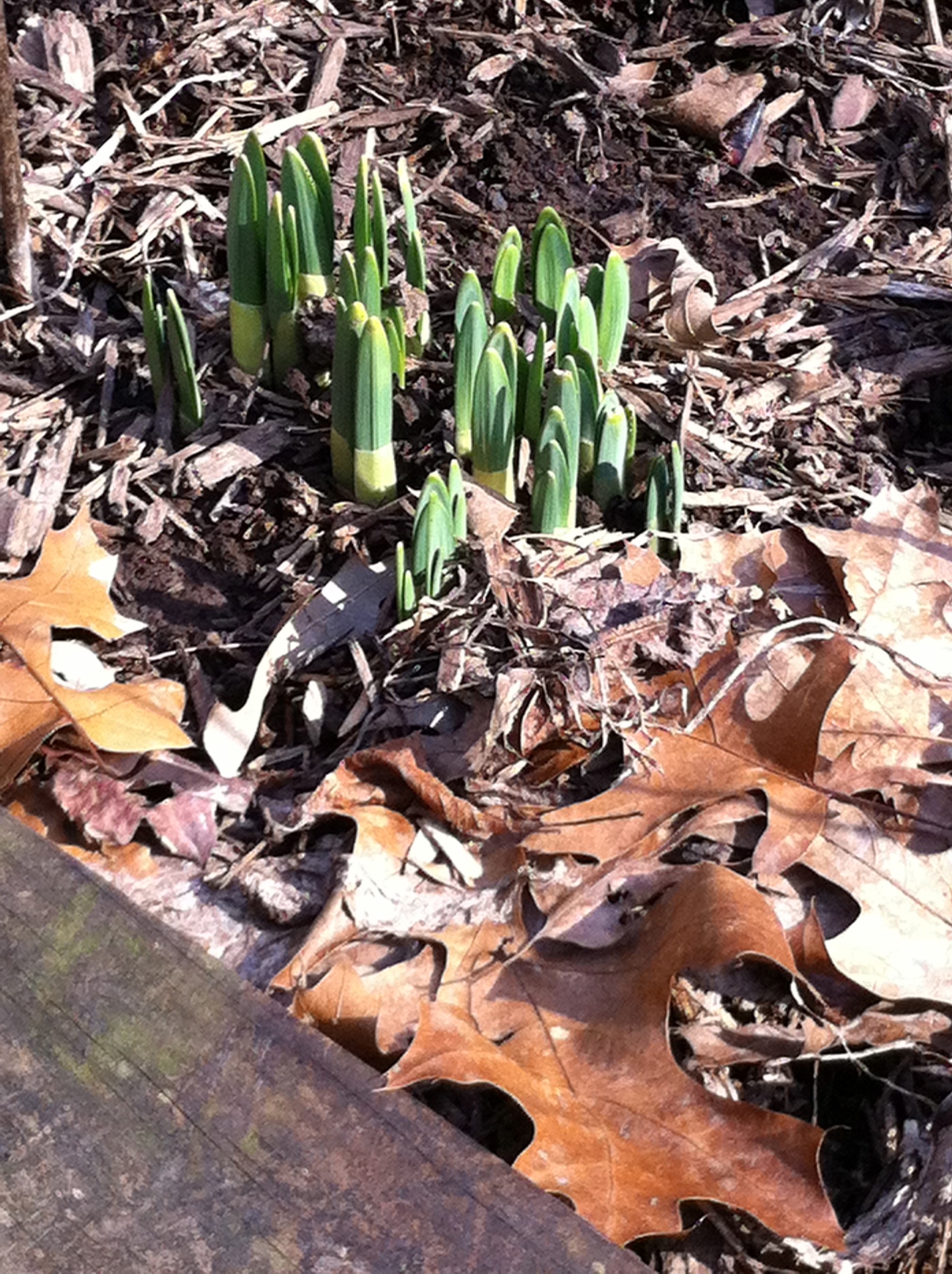 It’s Time to Plant Bulbs for Spring Color! A Gardener's Delight
