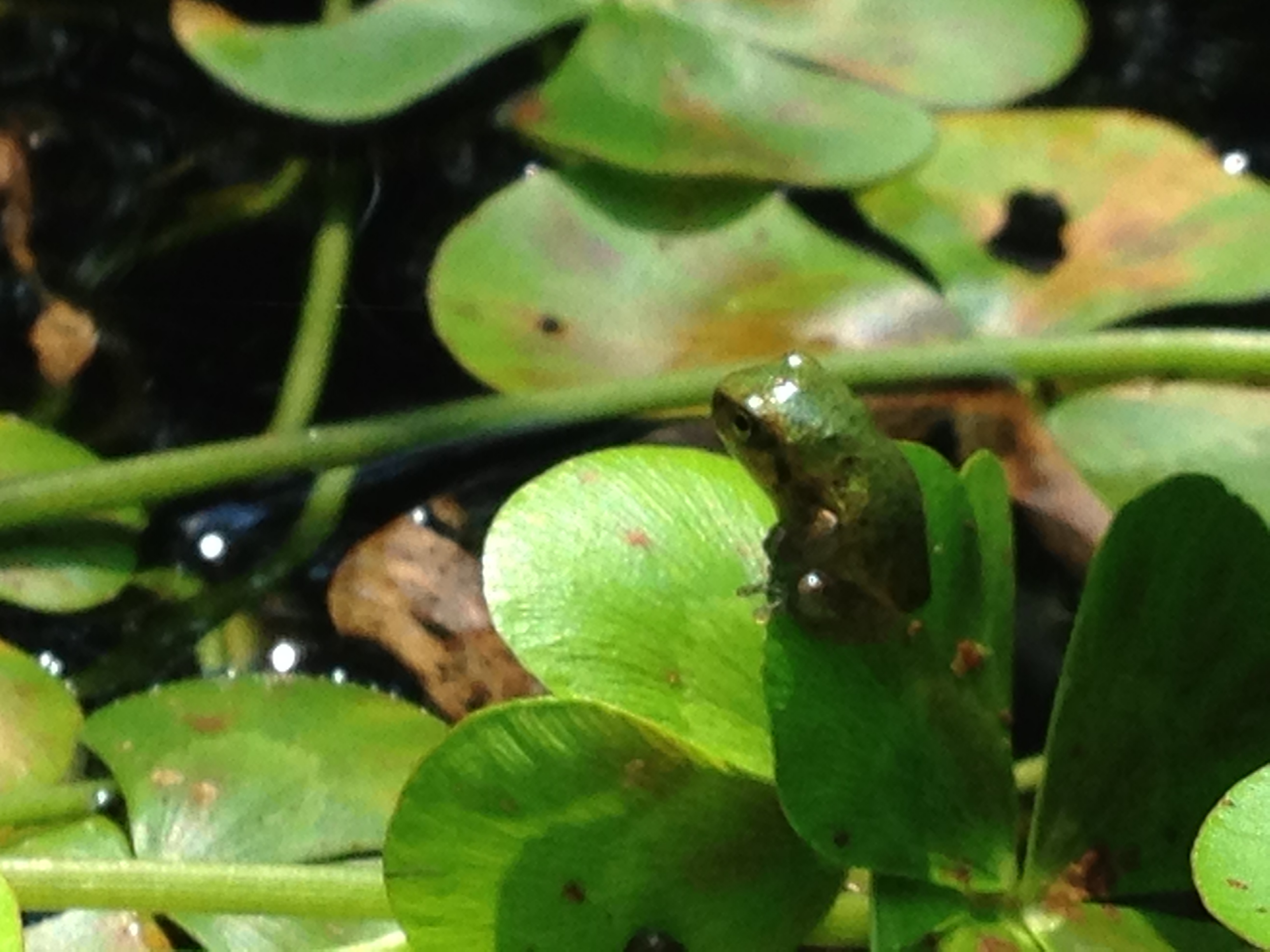 frog eggs A Gardener's Delight