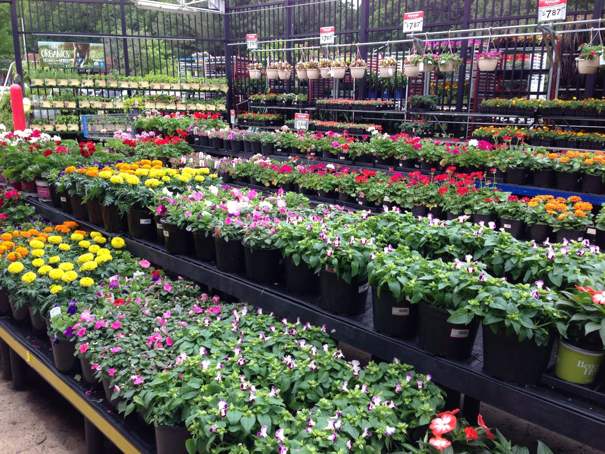 Garden Center vs Big Box Store Landscaping A Gardener's Delight