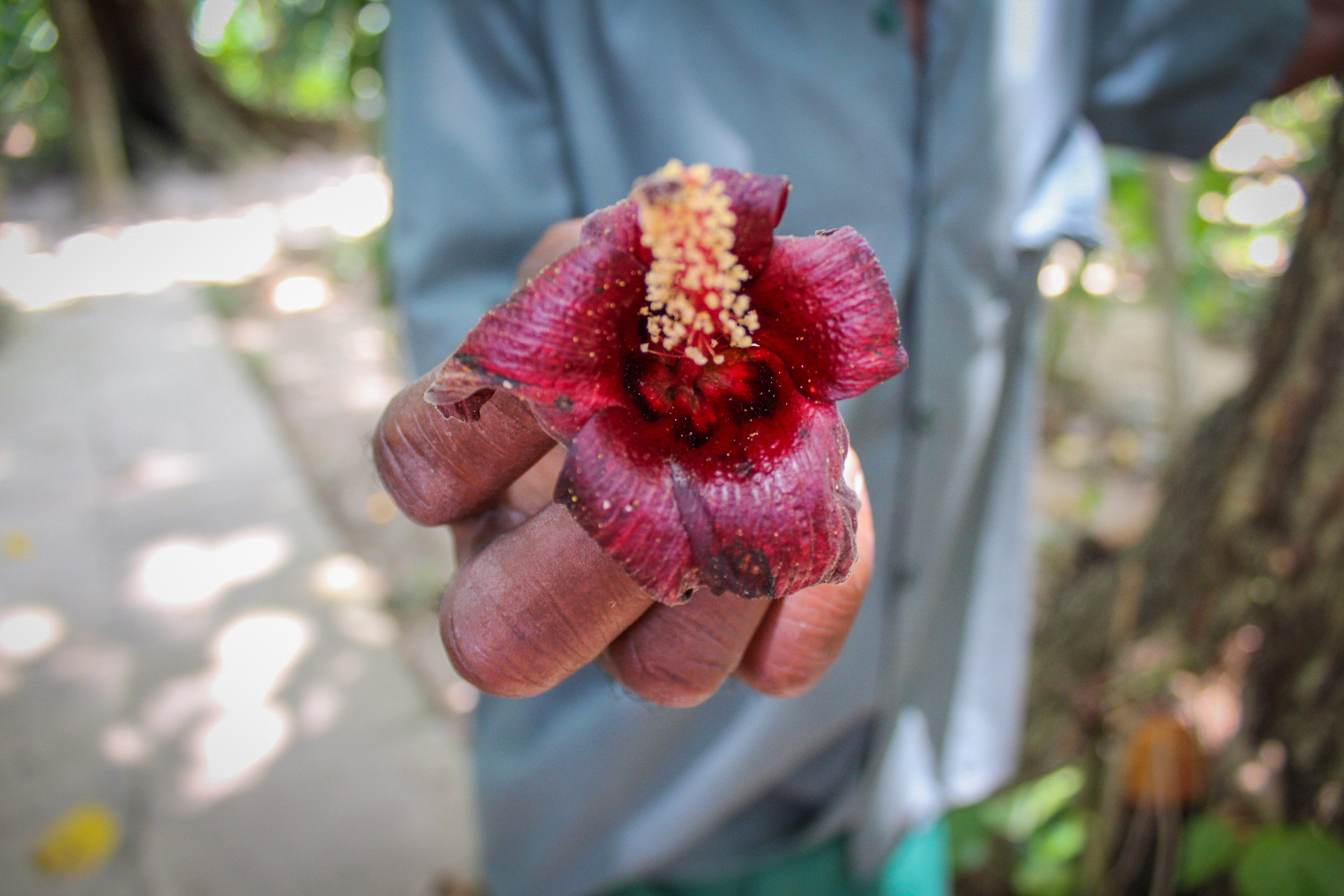 Shaw Park Gardens A Garden in Progress