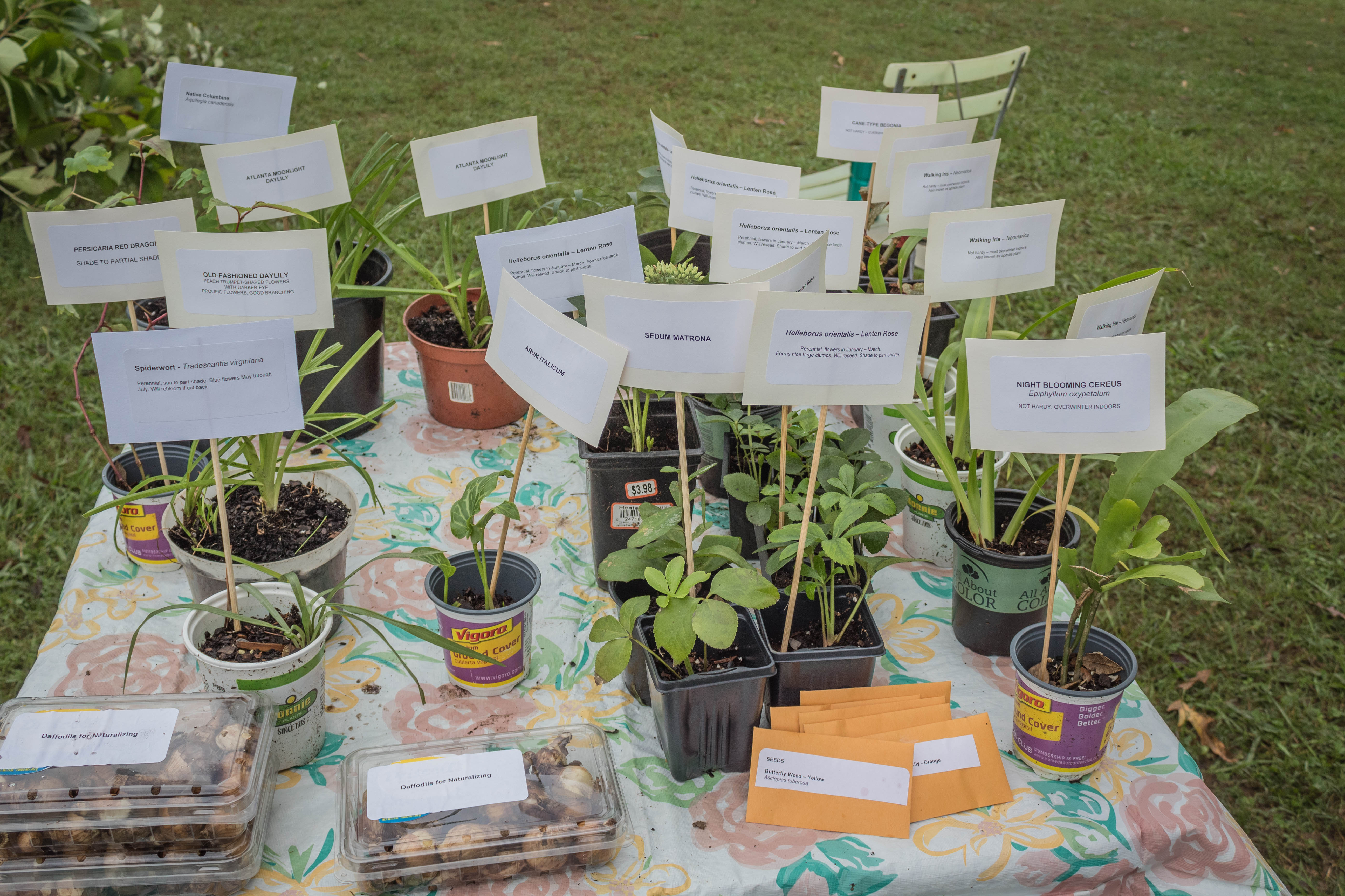 Middle Tennessee Plant Swap Fall 2018 A Garden in Progress