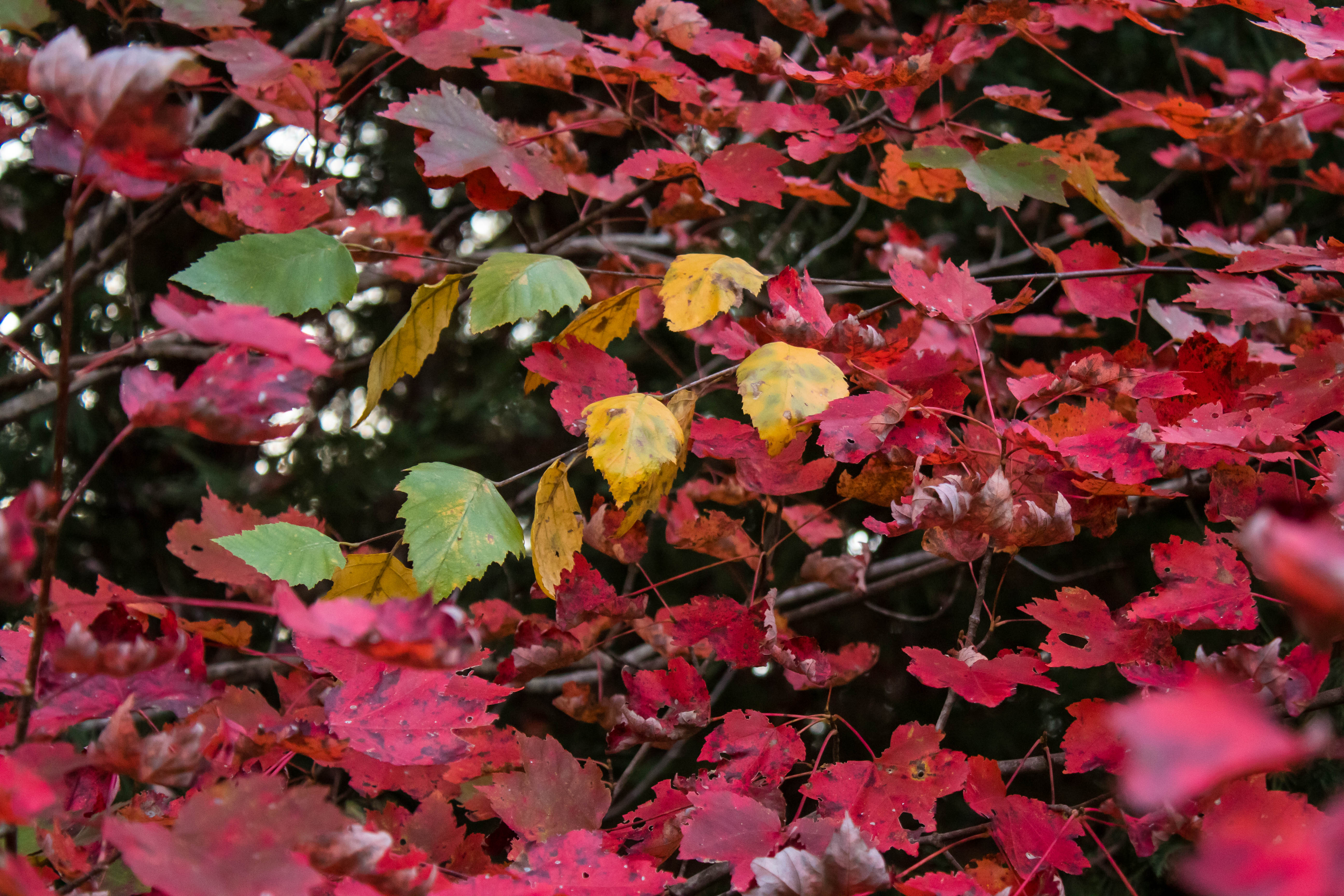 This Month in Gardening November A Garden in Progress