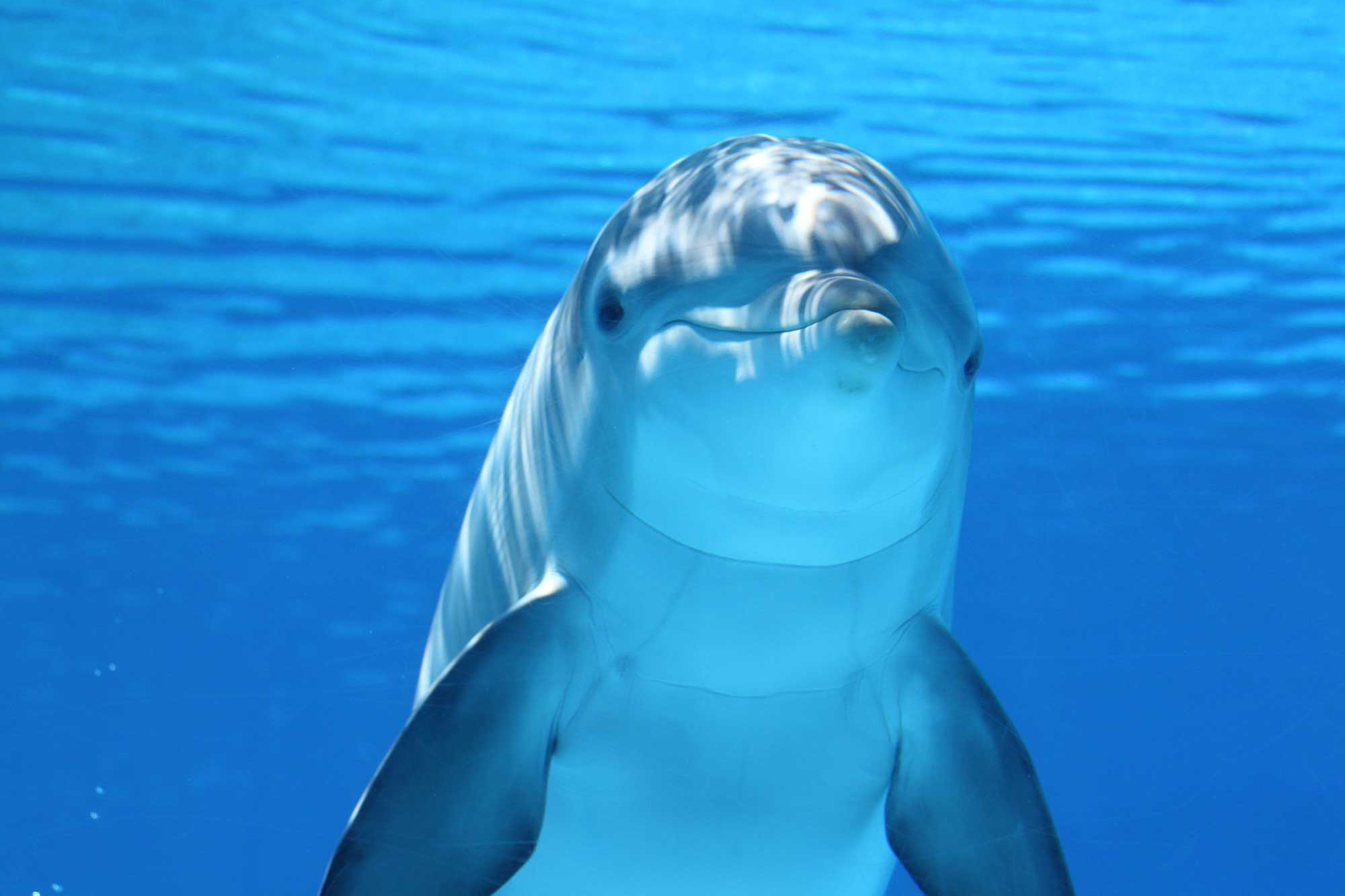 Dolphin AgAuNEWS