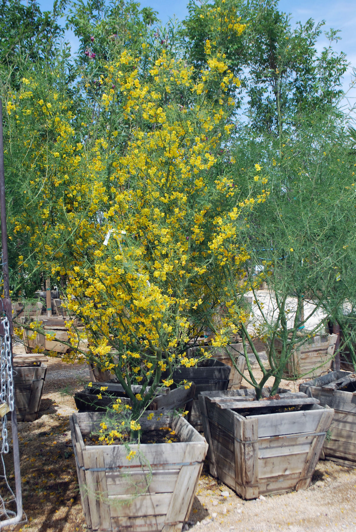 Landscaping Gallery Midland,TX Agave Garden