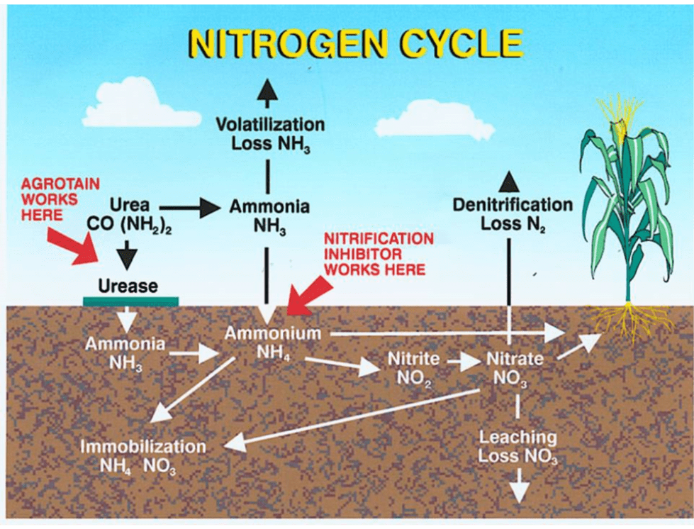 Don’t the Nitrogen Stabilizers this spring WS Ag Center