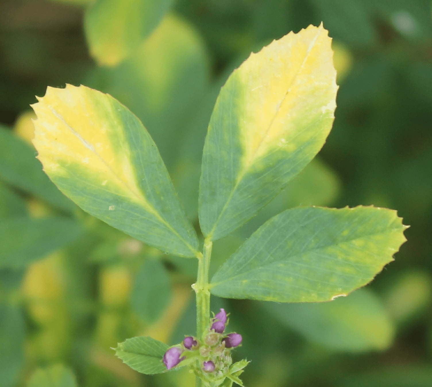 Summer Alfalfa Management WS Ag Center