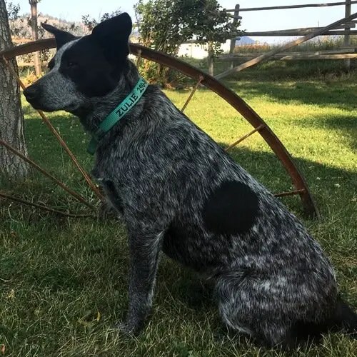 Dog Supplies Canada The Horse Barn
