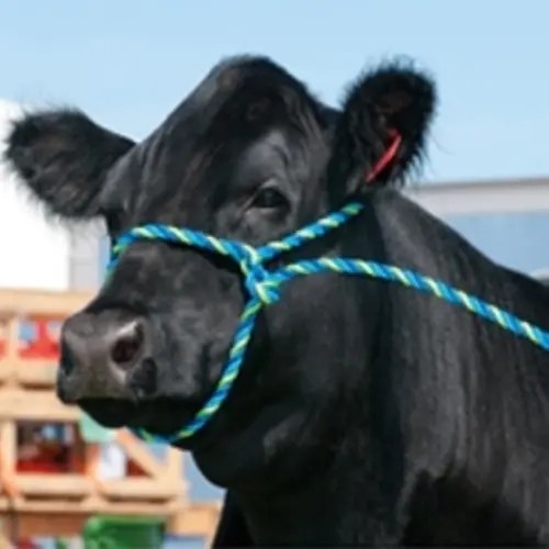 Cattle Supplies Kamloops Canada The Horse Barn