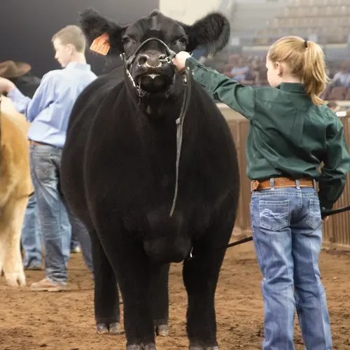 Pets And Livestock Supplies Kamloops The Horse Barn