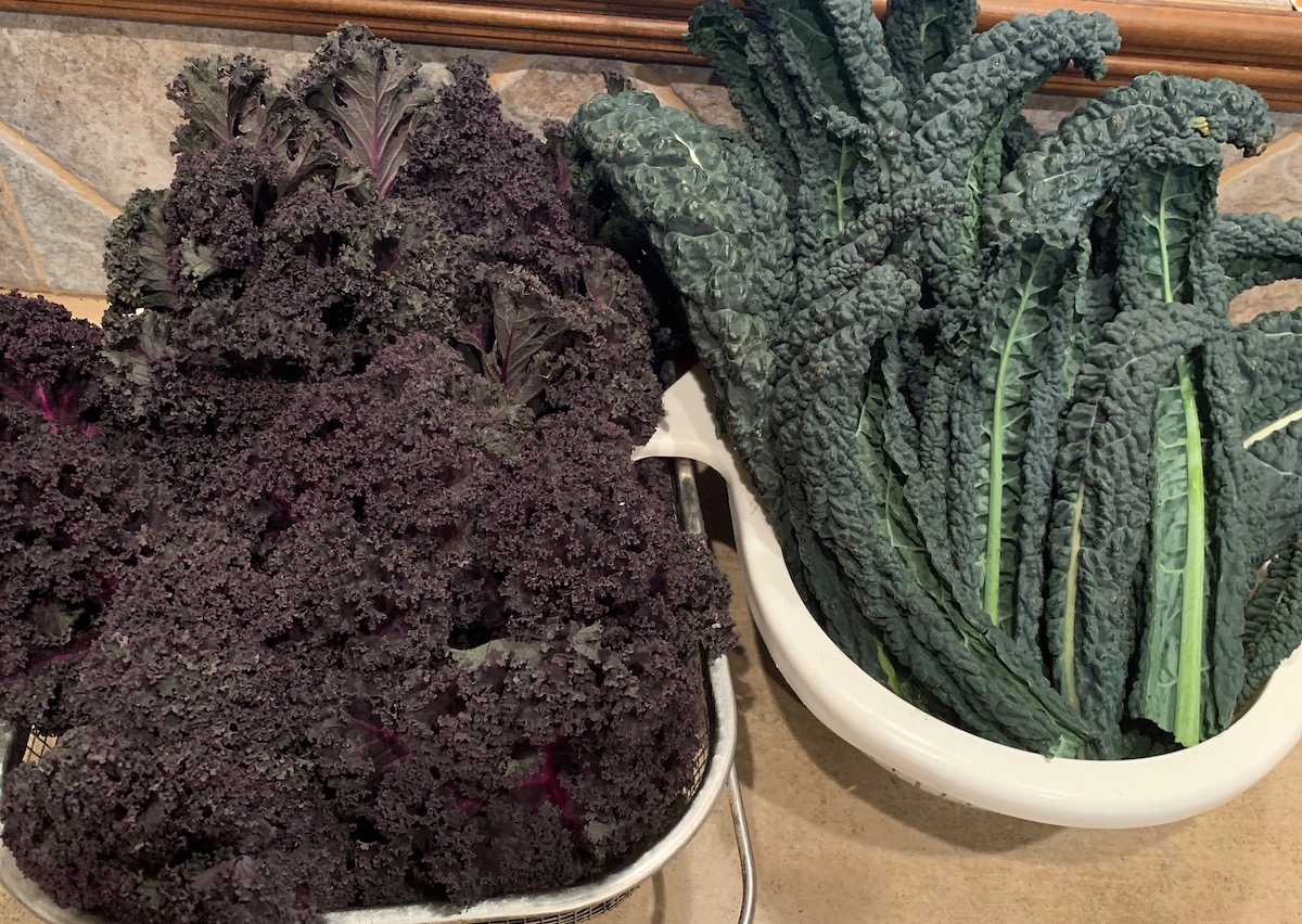 Kale The Other Dark Green Ageless Gourmet
