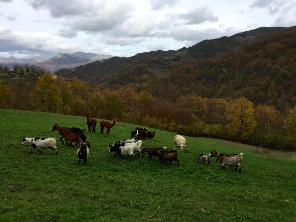 10 propuestas de Agroturismo con niños