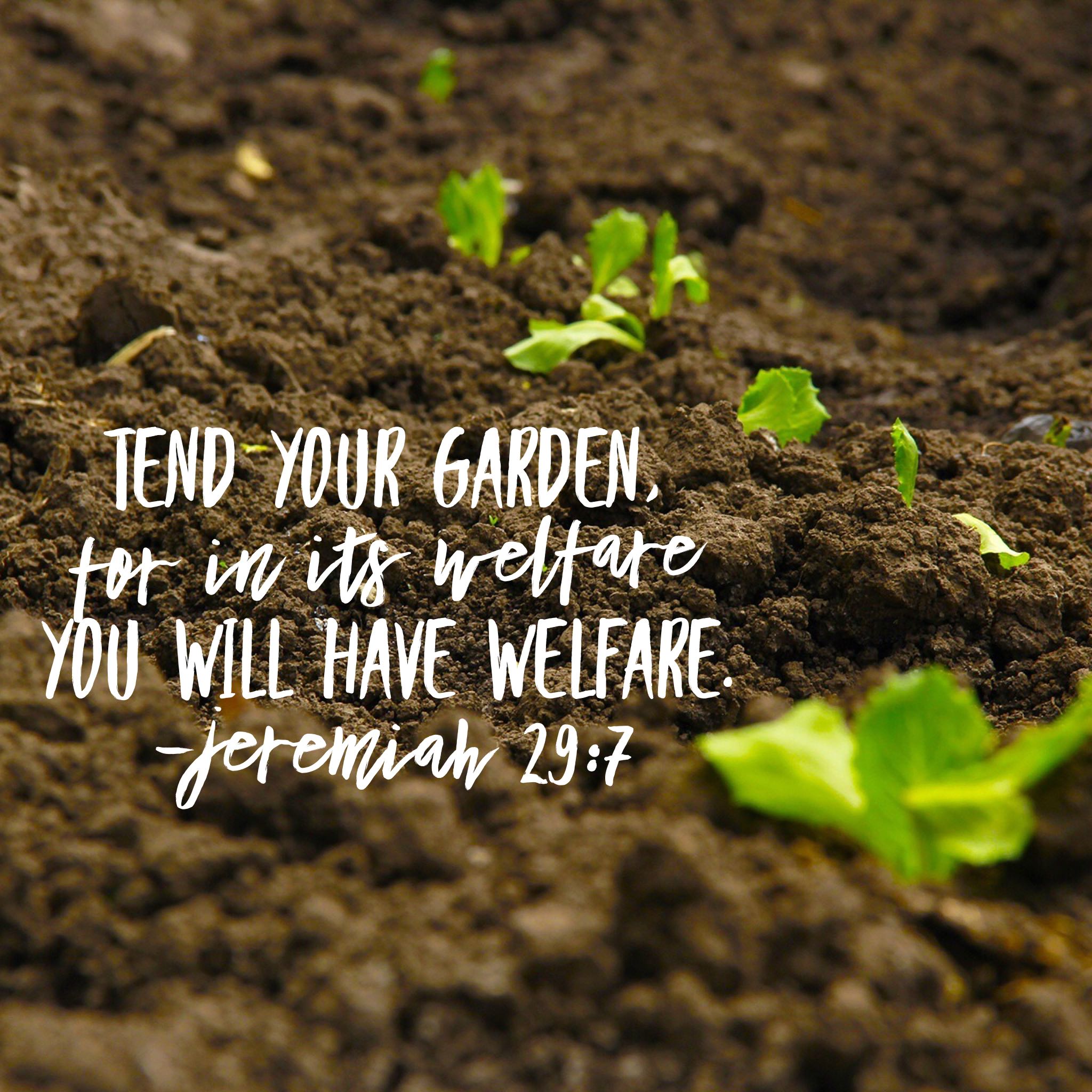 Tending your incredible garden Agents of Light