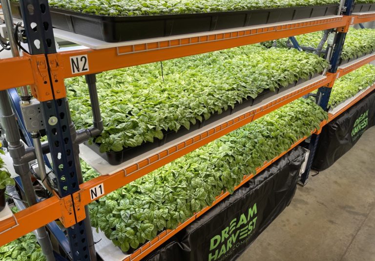 Dream Harvest CEO Our vertically farmed crops 'make business sense'