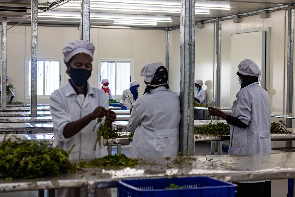 How cold storage could be an antidote to Africa’s hefty food imports