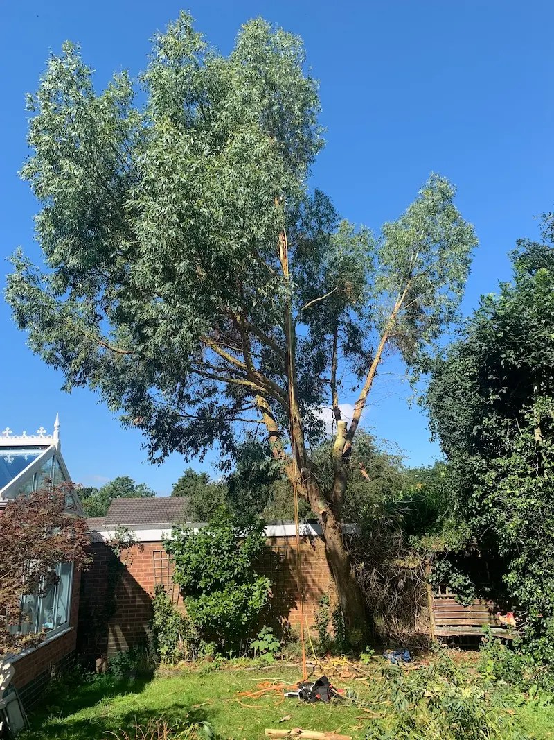 Eucalyptus Tree Removal Agg Arb