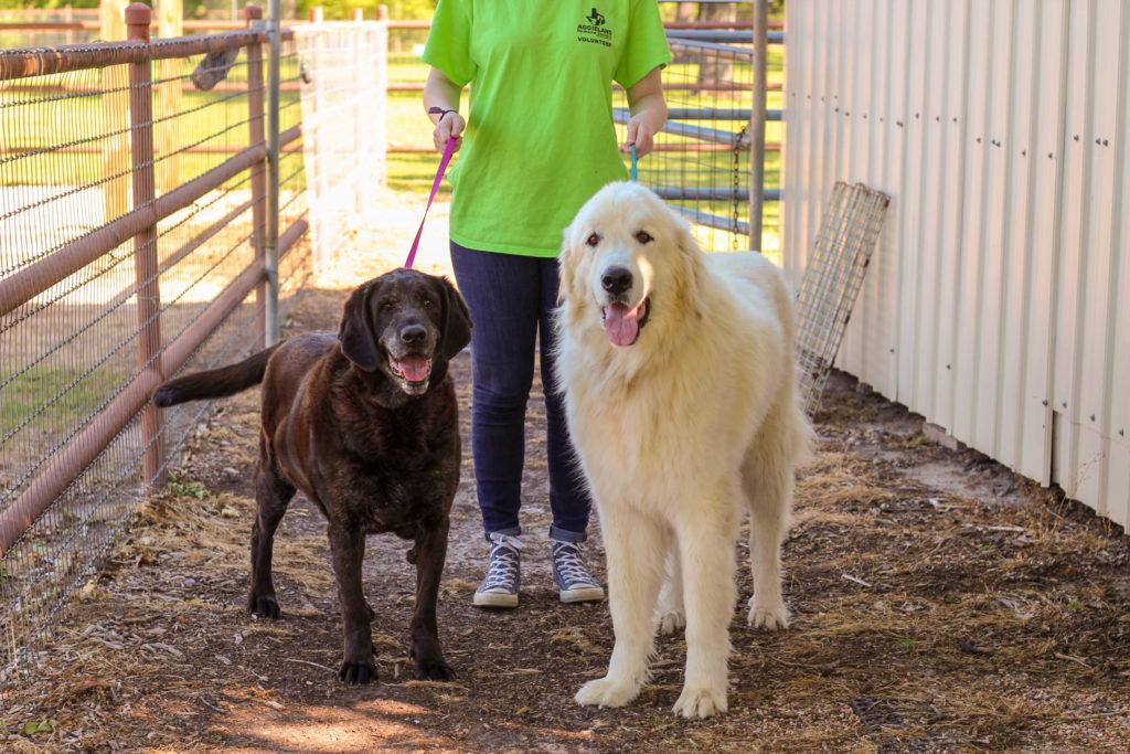 Home Aggieland Humane Society