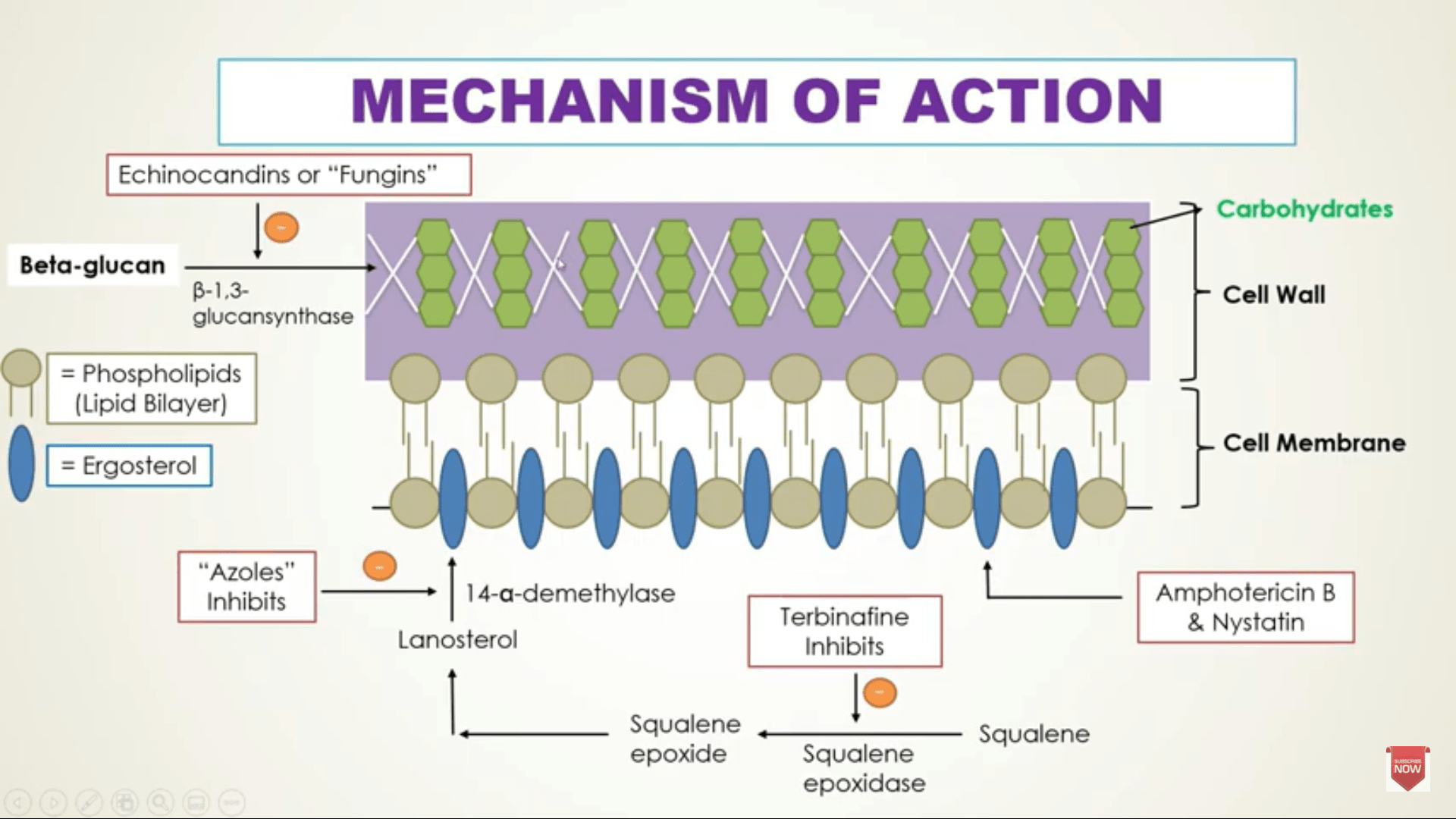 Best antifungal drugs. Azole, triazole, polyene AghazeTaleem