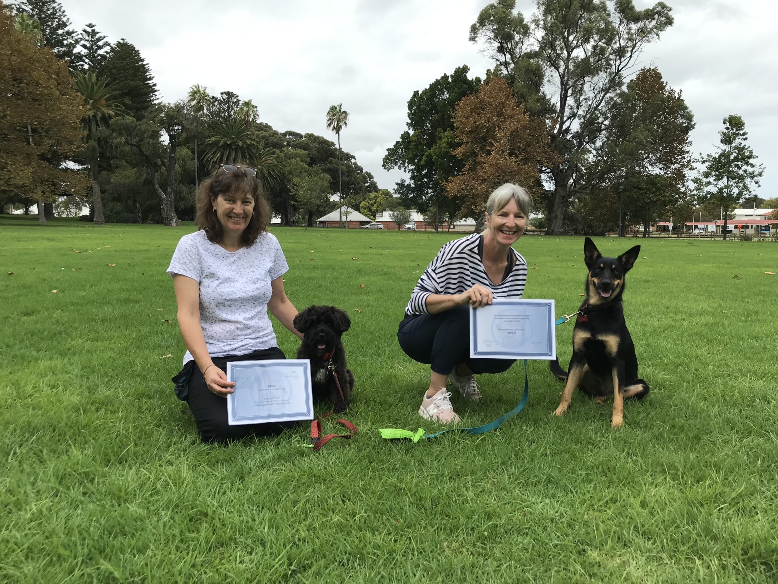 Expert Dog Obedience Training Perth Agile Dogs