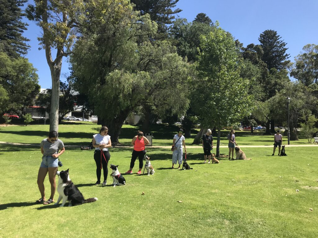 Expert Dog Obedience Training Perth Agile Dogs
