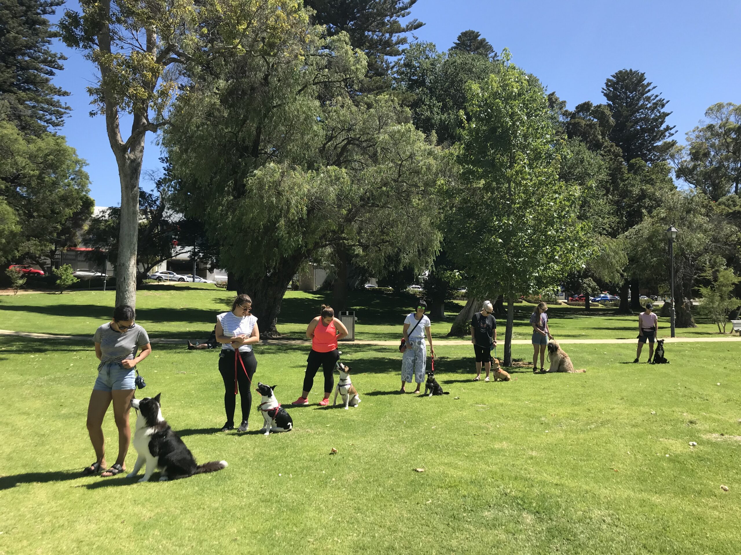 1 Dog Training Classes Perth Agile Dogs