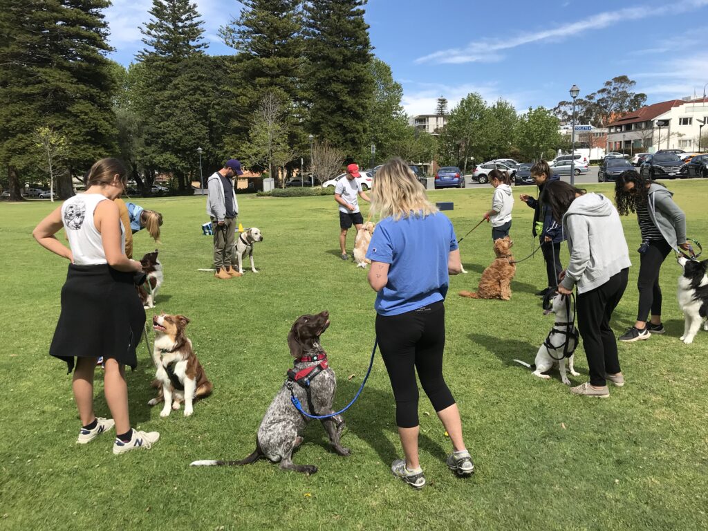 1 Dog Training Classes Perth Agile Dogs