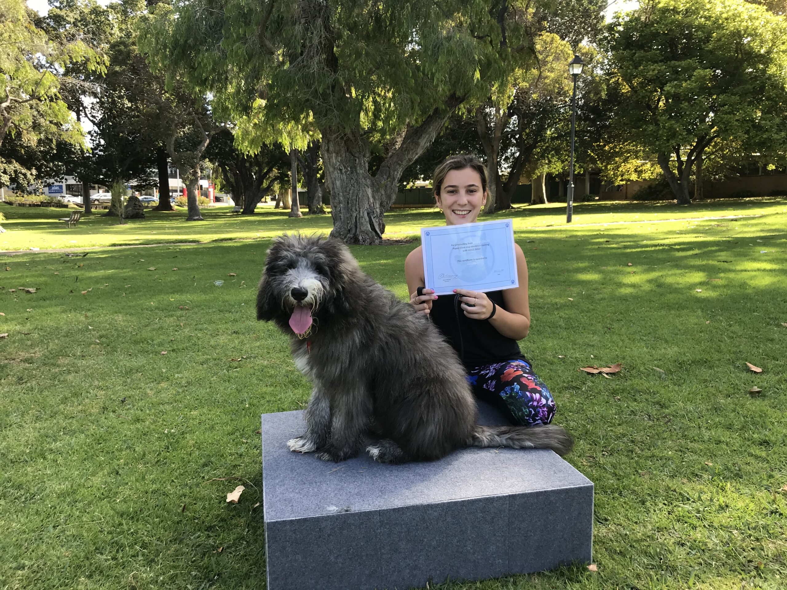 Expert Dog Obedience Training Perth Agile Dogs