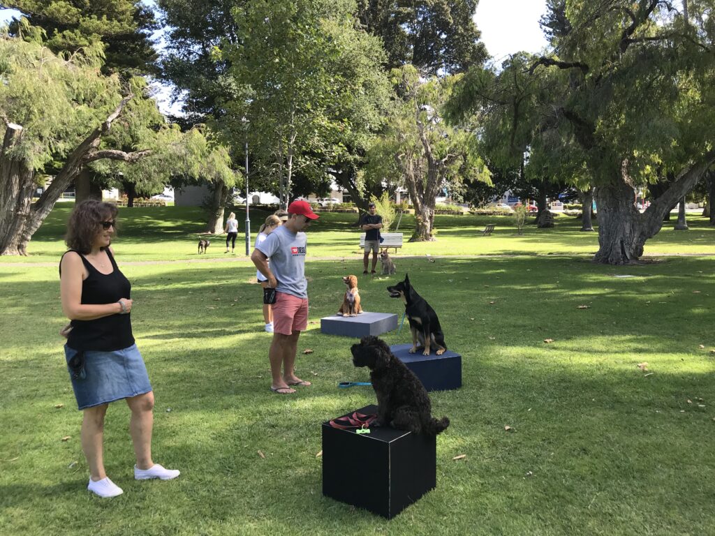 1 Dog Training Classes Perth Agile Dogs