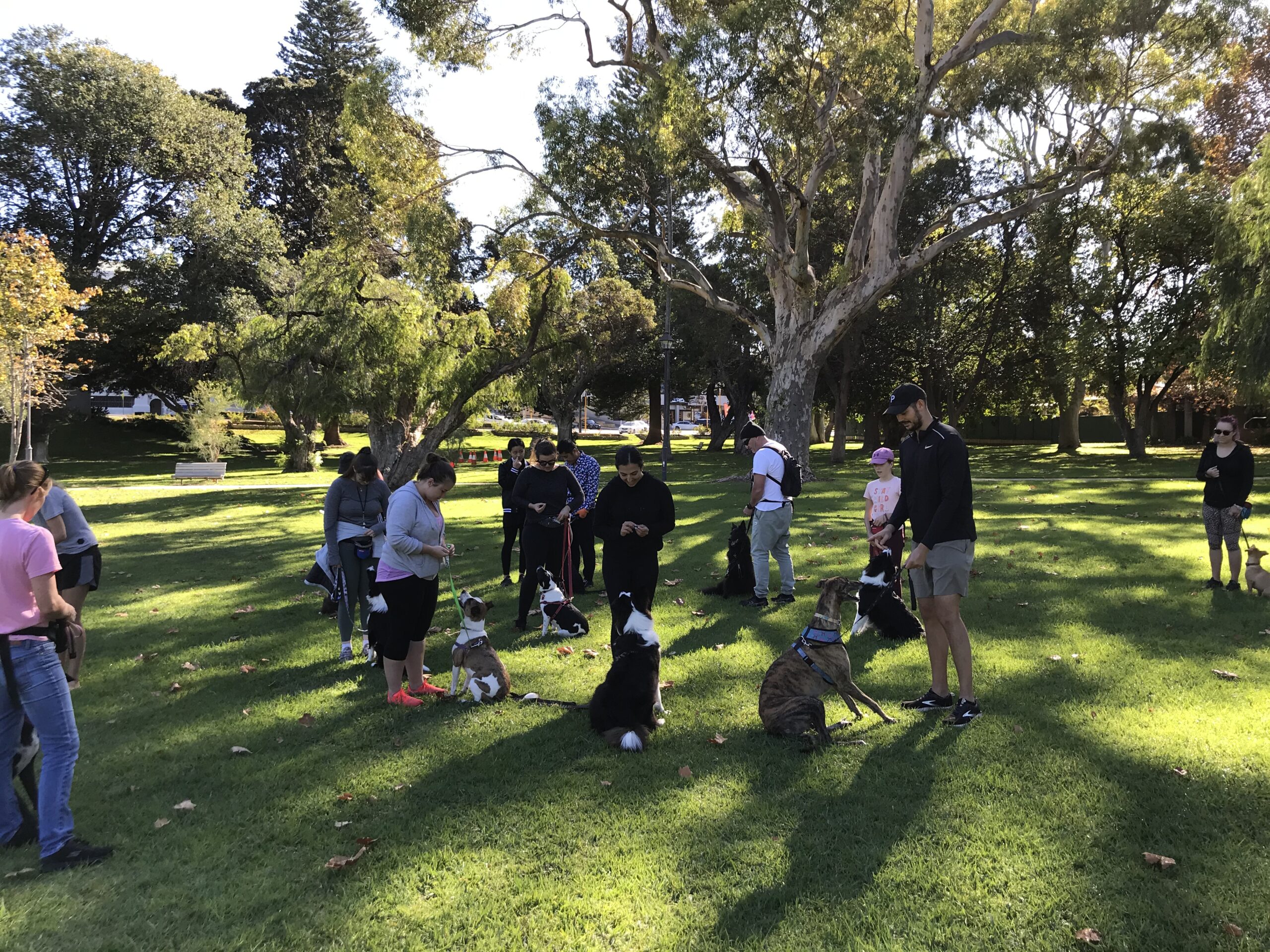 1 Dog Training Classes Perth Agile Dogs