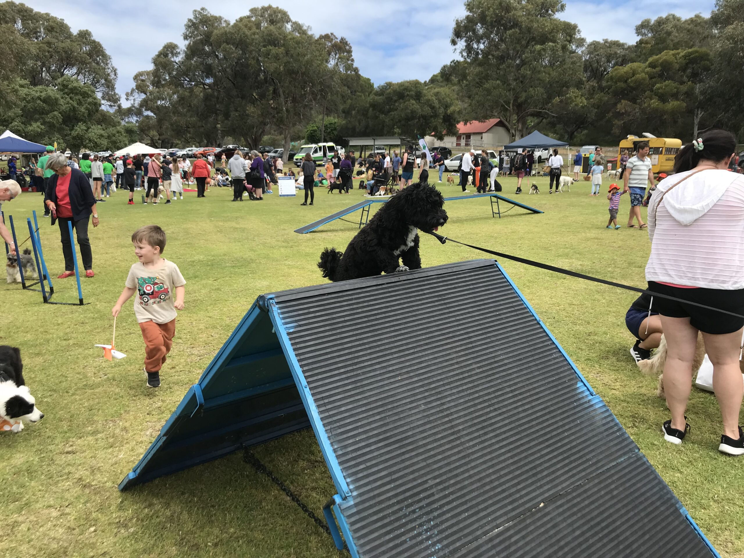 Number One Dog Agility Course Perth Agile Dogs