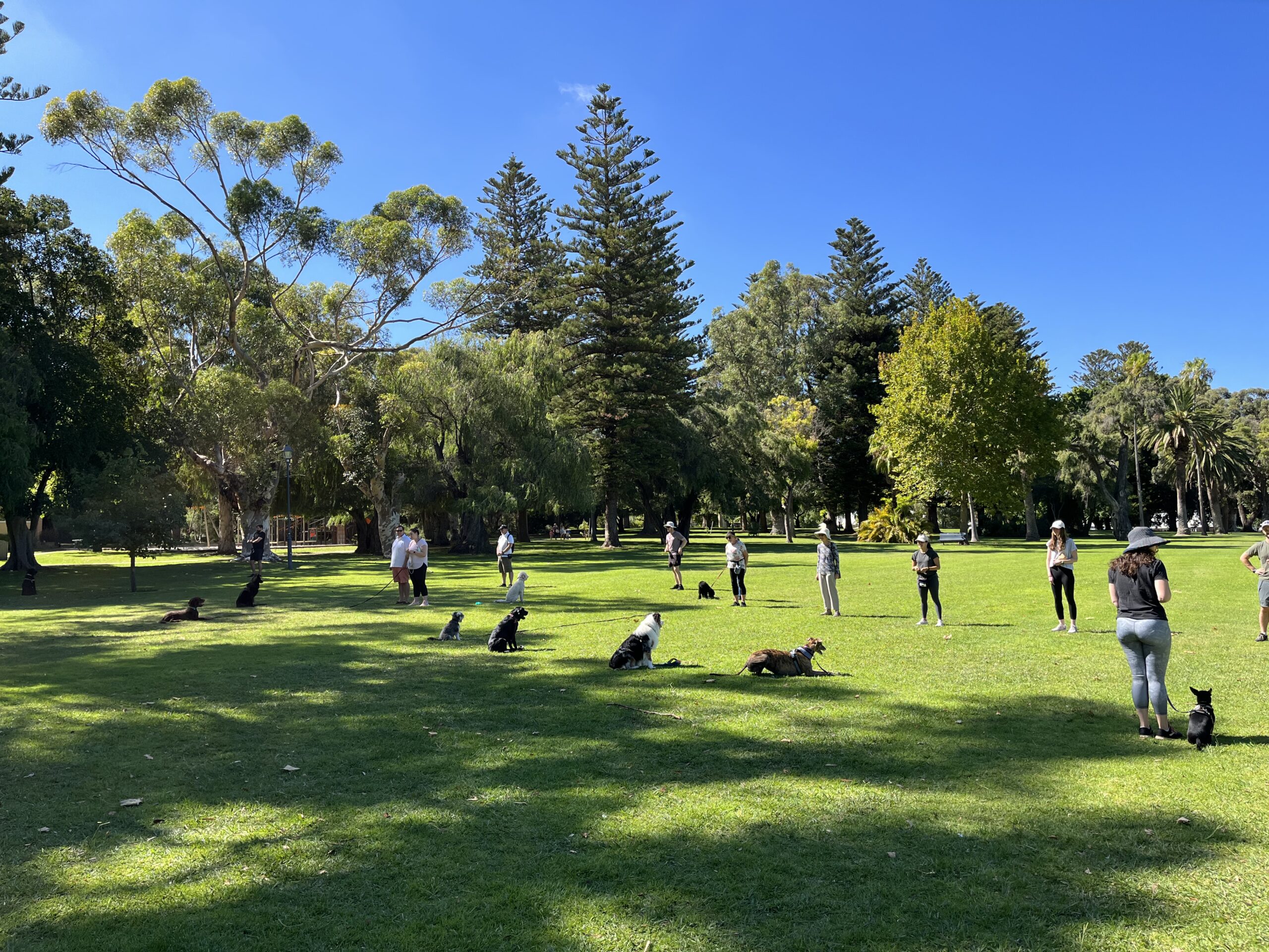 1 Dog Training Classes Perth Agile Dogs