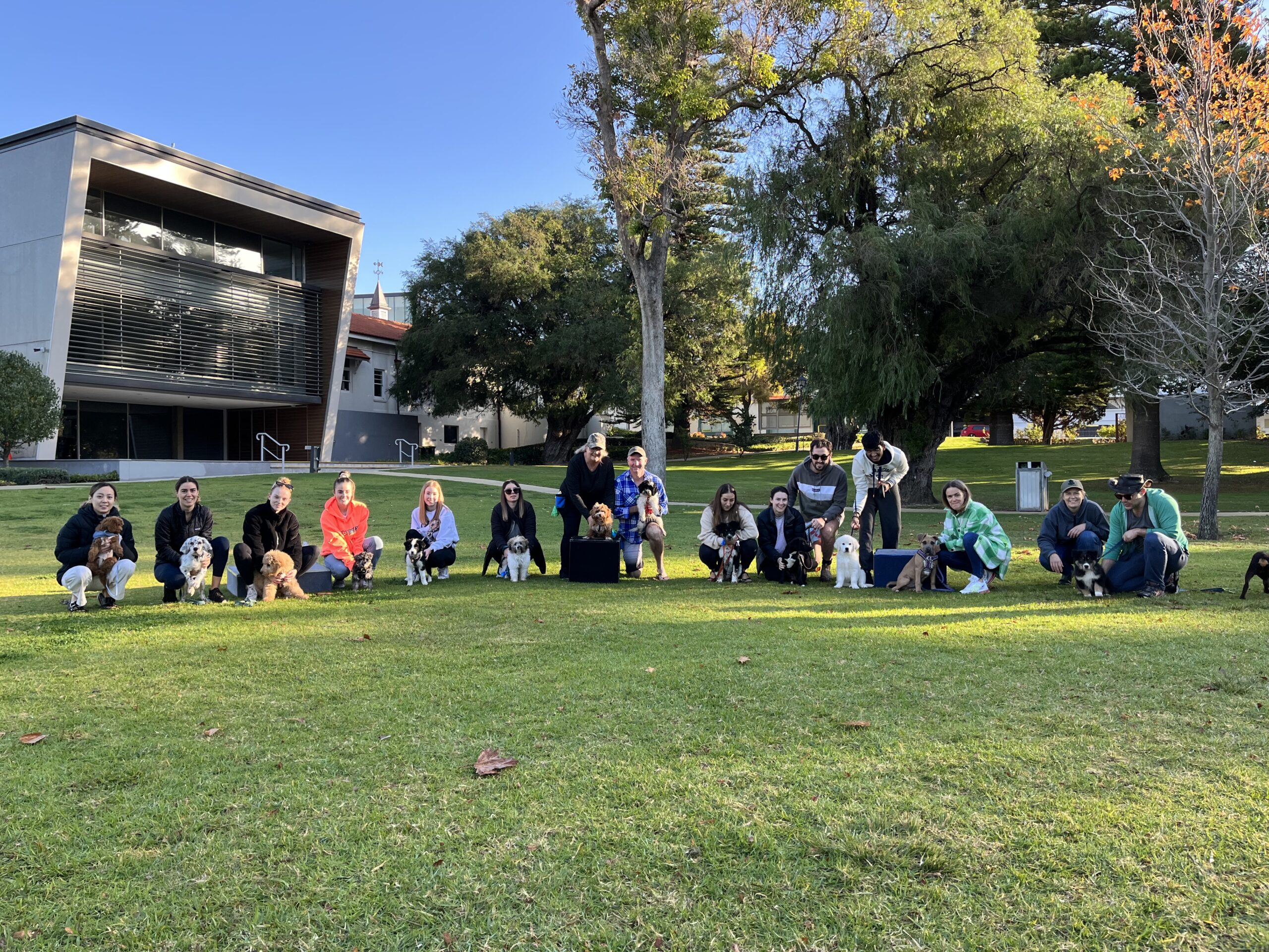 1 Dog Training Classes Perth Agile Dogs