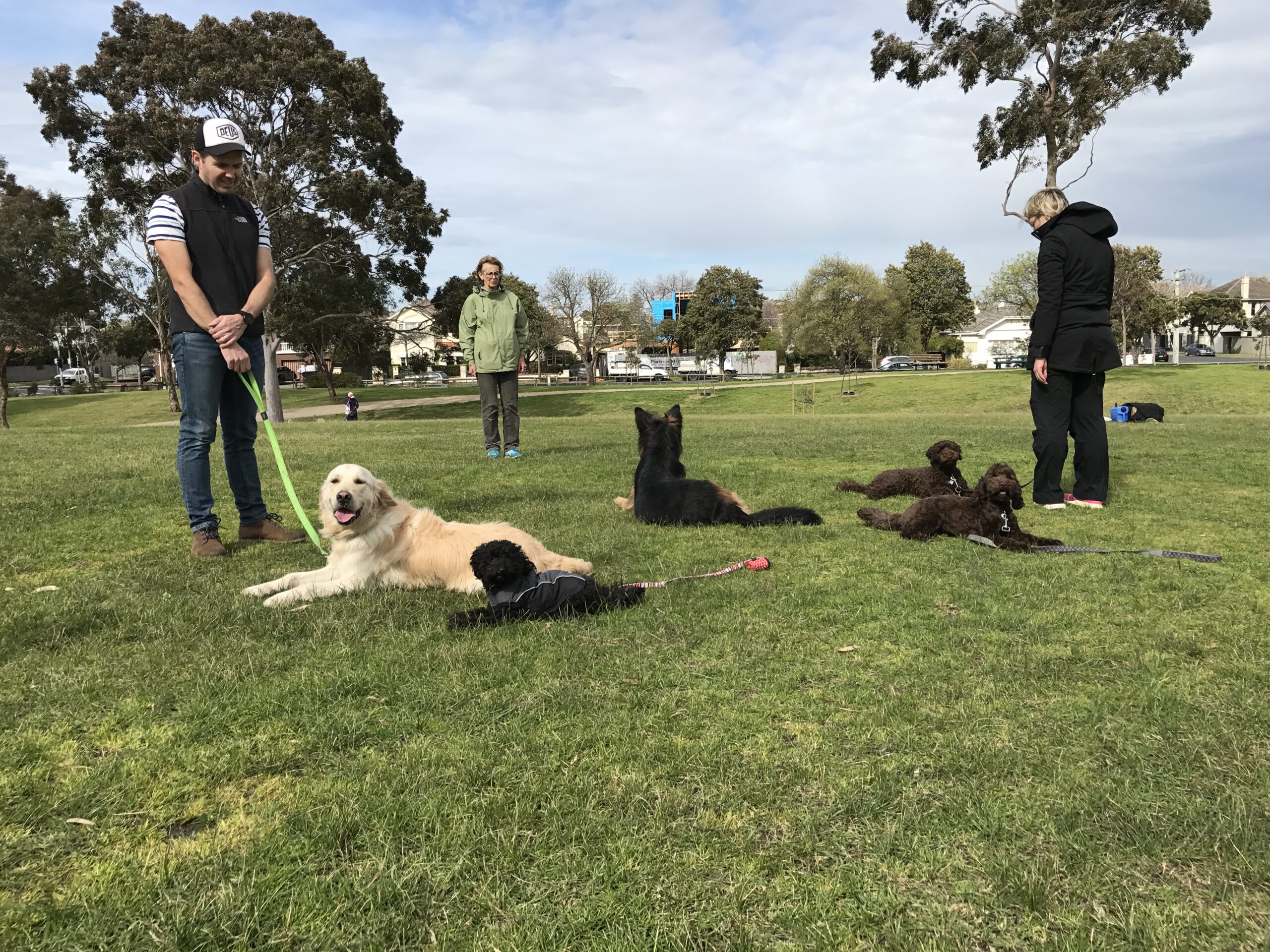 Expert Dog Obedience Training Perth Agile Dogs