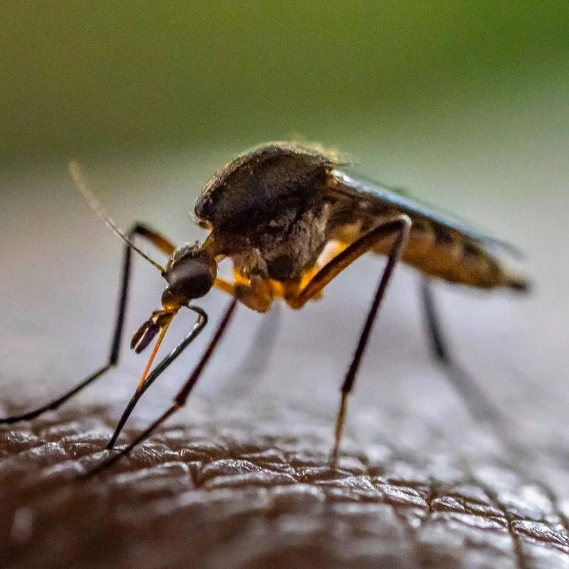 Mosquitoes in Kenya, Explained Agile Pest Control Services Kenya