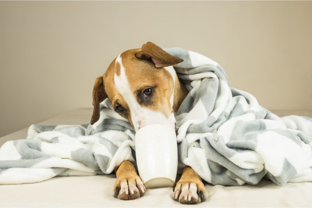 9 Simple Tips And Tricks To Get Your Sick Dog To Drink Water Agility