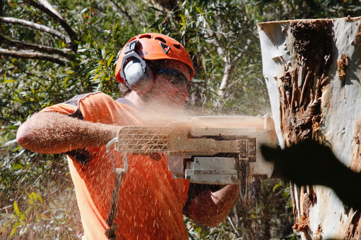 Tree Removal Newcastle, Maitland & Lake Macquarie Agility Trees