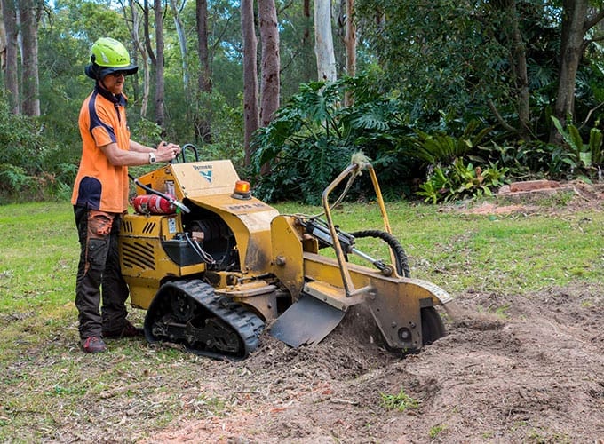 Stump Grinding Newcastle & Lake Macquarie Agility Trees