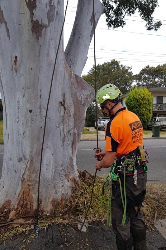 Tree Maintenance Services Newcastle & Lake Macquarie Agility Trees