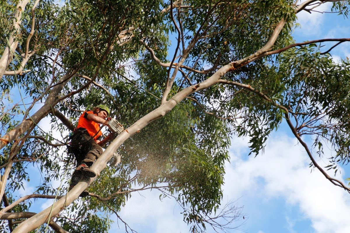 Tree Maintenance Services Newcastle & Lake Macquarie Agility Trees