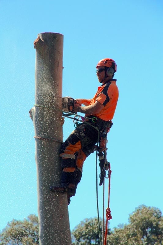 Council Tree Removal Newcastle & Lake Macquarie Agility Trees