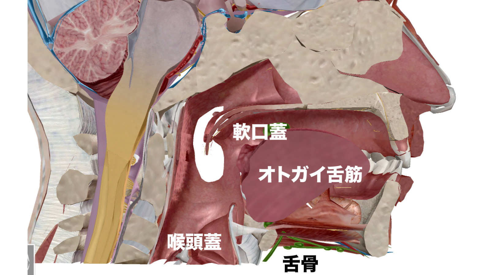 25 舌 解剖図 Jpgazoline